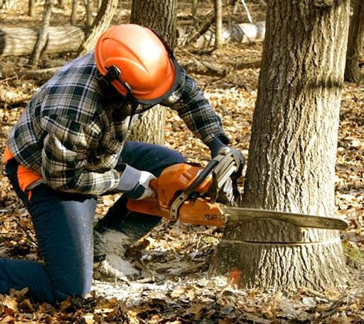Tree Removal in Overbrook, OK
